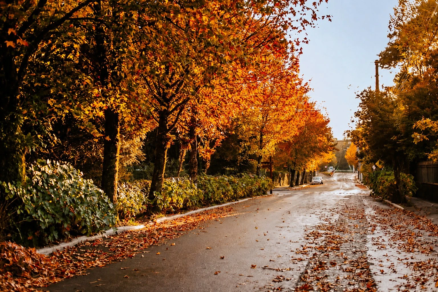 Rua de plátanos com folhas de outono em Gramado